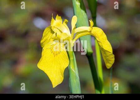 Iris bandiera gialla - Iris pseudacorus - pianta erbacea perenne in fiore nelle Cotswolds, Regno Unito Foto Stock