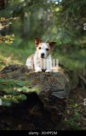 Un Jack Russell Terrier poggia tranquillamente su un tronco di foresta coperto di muschio. Alberi e fogliame riempiono lo sfondo ombreggiato di toni verdi. Foto Stock