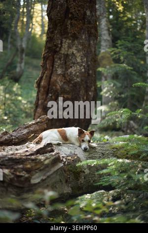 Un Jack Russell Terrier giace immobile su uno spesso albero caduto ricoperto di muschio. La luce del sole soffusa irrompe attraverso gli alti alberi che la circondano. Foto Stock