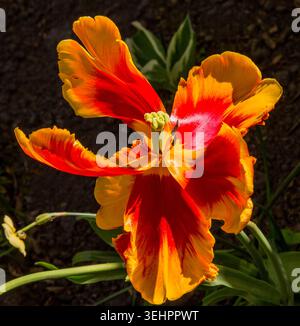 Tulipani di pappagallo fiammeggiante in luce tarda, i suoi rugosi cremisi e i petali d'oro che esplodono come fiamme dipinte. Foto Stock
