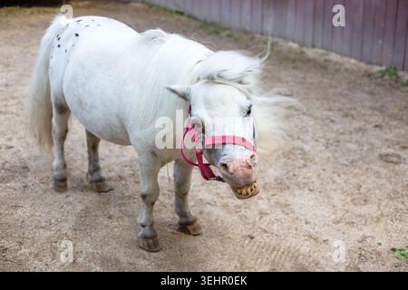 Un piccolo pony bianco che indossa un halter rosso si erge su un terreno sabbioso. carino cavallo, pony in miniatura, animale da fattoria Foto Stock