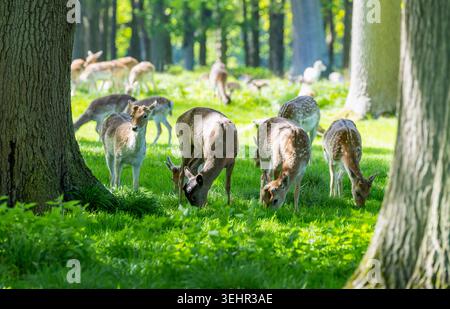 Cervi europei che pascolano erba tra gli alberi nel parco. Animali selvatici marcati con cappotti marroni. Phoenix Park, Dublino, Irlanda Foto Stock