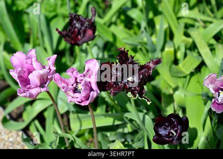 Mauve e fiori primaverili viola di tulipani pappagallo blu e tulipano pappagallo nero Apprl. Giardino britannico Foto Stock
