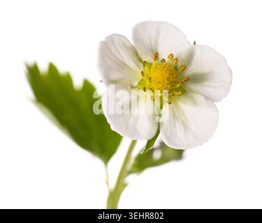 Primo piano di un fiore di fragola isolato su sfondo bianco. Fresca fioritura primaverile con delicati petali bianchi e centro giallo, botanico e agricolo Foto Stock