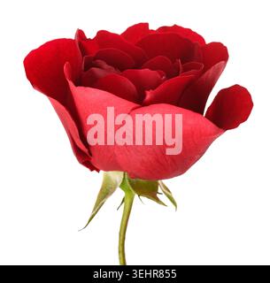 Primo piano di un singolo fiore di rosa rosso isolato su sfondo bianco, simbolo di amore, romanticismo, passione, eleganza, e bellezza. Immagine floreale di alta qualità Foto Stock