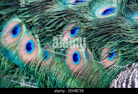 Piume di pavone che mostrano vivaci motivi degli occhi verdi e blu Foto Stock