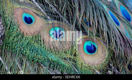 Piume di pavone che mostrano macchie colorate, consistenza e lucentezza iridescente Foto Stock