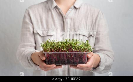 Micro germogli verdi in vaso di plastica con mani femminili su grigio Foto Stock