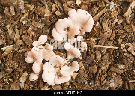 Piccoli funghi bianchi che crescono su trucioli di legno Foto Stock