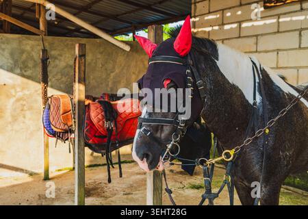 Primo piano di un cavallo pinto bianco e nero che indossa una maschera nera con copriauricolari rossi e una briglia. Foto Stock