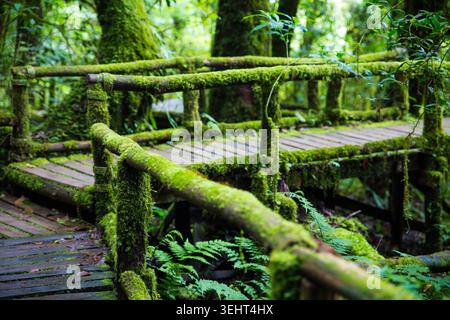 Ringhiera in legno con passerella di felci in una foresta tropicale con un parco naturale di soffici bokeh verde Foto Stock