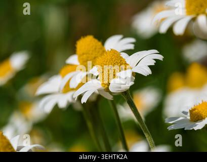 Vibrante fiore di margherita Matricaria chamomilla in fiore, splendida pianta a base di erbe per il tè e la medicina che cresce all'aperto con luce naturale Foto Stock
