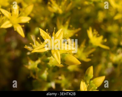 Primo piano di acri di Sedum giallo brillante o fiori di pietra mordenti che fioriscono su uno sfondo roccioso e sabbioso, una pianta resistente e succulenta Foto Stock