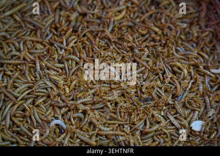 I vermi d'orzo e i vermi da pane subiscono una metamorfosi durante l'alimentazione Foto Stock