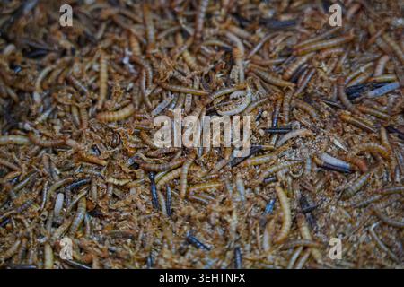 I vermi d'orzo e i vermi da pane subiscono una metamorfosi durante l'alimentazione Foto Stock