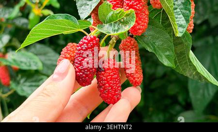 Mano che cerca i gelsi rossi maturi appesi a foglie verdi su un ramo in un giardino lussureggiante, che mette in mostra frutta fresca pronta per la raccolta Foto Stock