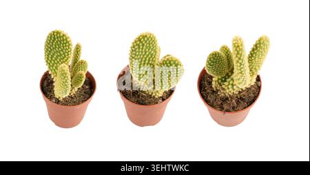 Coniglietto cactus succulento, pianta da tavolo Opuntia microdasys, pentola da scrivania a pois, piccola pianta di design per interni, fico d'India di montagna i Foto Stock