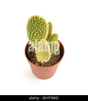 Coniglietto cactus succulento, pianta da tavolo Opuntia microdasys, pentola da scrivania a pois, piccola pianta di design per interni, fico d'India di montagna i Foto Stock