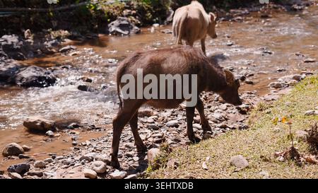 Vitelli di bufalo d'acqua in piedi, mangiando erba vicino a un torrente roccioso poco profondo in natura Foto Stock