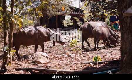 Famiglia di bufali d'acqua che pascolano in un villaggio rurale, bestiame in natura Foto Stock