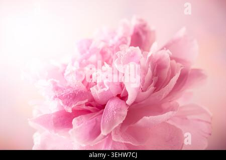 Bellissima peonia rosa, messa a fuoco morbida Foto Stock