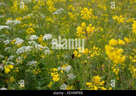 Prato di fiori selvatici, mucche prezzemolo e piante di senape, alimentazione delle api sui fiori Foto Stock