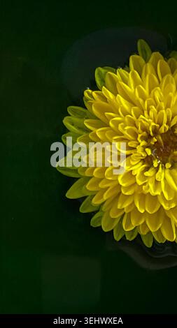 Fiore al crisantemo giallo che galleggia in un liquido verde scuro in primo piano Foto Stock