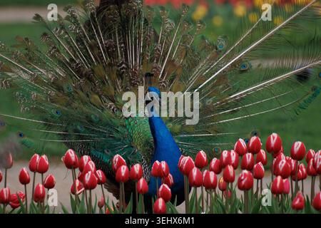 Un peafowl indiano, Pavo cristatus, che mostra le sue piume colorate dietro i fiori di tulipani in fiore nei Giardini del Palazzo di cristallo (Jardim do Palace Foto Stock