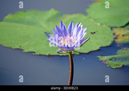 Giglio azzurro africano Foto Stock