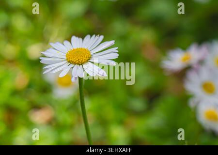 Primo piano di un delicato fiore a margherita bianco con centro giallo su un morbido sfondo verde sfocato con illuminazione naturale di primavera. Foto Stock