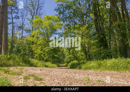 Un sentiero fatto di pietre attraversa una foresta di alberi verdi in una giornata di sole. La luce del sole splende, rendendo le foglie fresche e vivaci. La scena Foto Stock