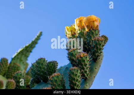 Fiori gialli di fico d'India fiori di cactus Opuntia ficus indica che fioriscono contro un cielo blu brillante Foto Stock