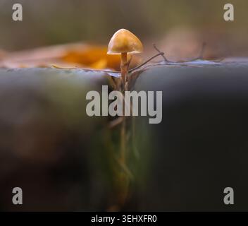 Piccola resilienza dei funghi della foresta nella rientranza Foto Stock