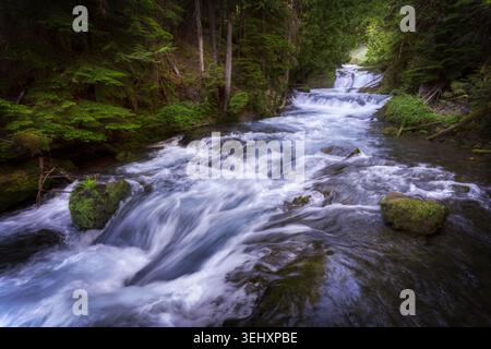 Una lunga e vibrante esposizione di un fiume boschivo che precipita su rocce e massi muschiati Foto Stock