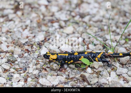 Una salamandra (Salamandra salamandra) attraversa un sentiero di ciottoli in una giornata di pioggia. Austria Foto Stock