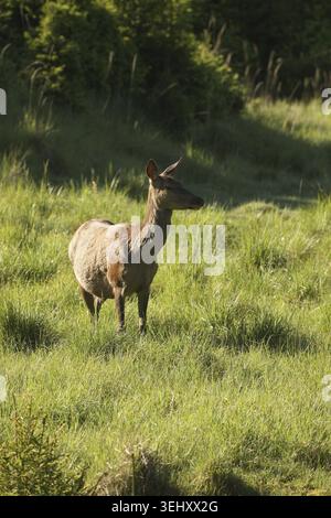 Cervo rosso (Cervus elaphus) pecora incinta, Allgaeu, Baviera, Germania Foto Stock