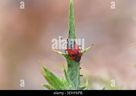 Un brillante insetto rosso e nero che riposa in natura, primo piano verticale di un insetto pentatomide arroccato vicino alla punta di una foglia di cardo verde. Foto Stock