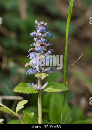 Foto dettagliata e ravvicinata dei rettani di Ajuga, comunemente noti come bugleweed o bugola, con vivaci fiori blu-viola Foto Stock
