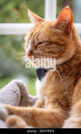 Gatto arancione che riposa comodamente accanto alla finestra Foto Stock