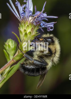 Vista laterale di un grazioso bumblebee orientale comune maschile (Bombus impatiens), poggiato su un fiore, verticale. Introdotto nella Columbia Britannica Foto Stock