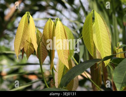 Pianta della gomma o pianta della gomma, Pará Rubber Tree, Sharinga Tree o Seringueira, Hevea brasiliensis, Euphorbiaceae. Bacino amazzonico, Sud America. Foto Stock