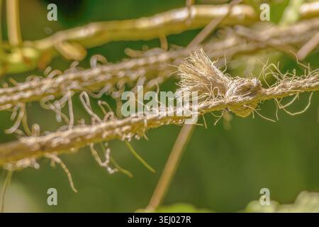 Un nodo in una corda fatta di fibre fique tradizionali, illuminata dalla luce del sole mattutino, in un giardino nelle montagne andine orientali. Foto Stock
