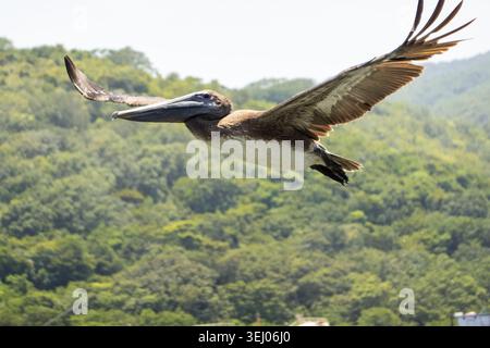 Vista di un pellicano bruno che vola con le sue ali sparse sulle lussureggianti colline tropicali verdi di Guanaja, Bay Islands Department, Honduras. Foto Stock