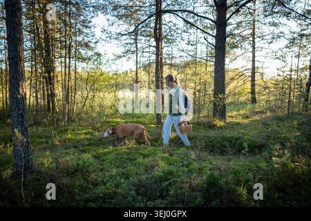 Donna foraggiera accompagnata da un cane Vizsla che cammina attraverso la pineta autunnale raccogliendo funghi. Foto Stock