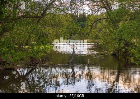 Vista del fiume calmo con alberi morti parzialmente sommersi, riflessi sulla superficie dell'acqua e fitta vegetazione lungo il fiume durante l'ora d'oro. Svezia. Foto Stock