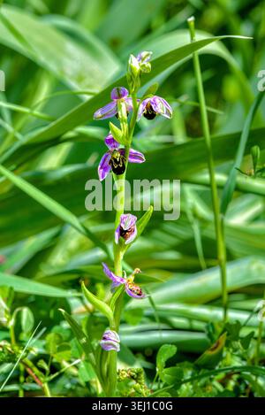 Orchidea delle api (Ophrys apifera) - sud-Touraine, Francia centrale. Foto Stock