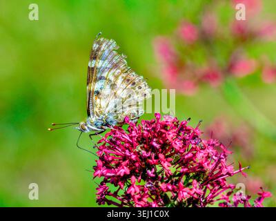 Comune migrante dipinto Lady (Vanessa cardui) farfalla che si nutre di fiori valeriani all'inizio dell'estate - Francia centrale. Foto Stock
