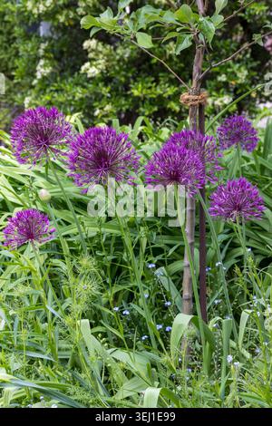 fiori di allium rosa nel giardino dell'inizio dell'estate Foto Stock