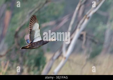Anatra In volo Foto Stock