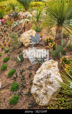 Piante succulente e resistenti alla siccità in un giardino Foto Stock